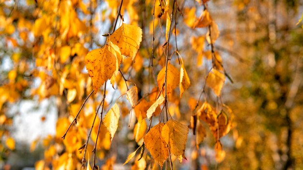 Gele herfstbladeren aan de boom.