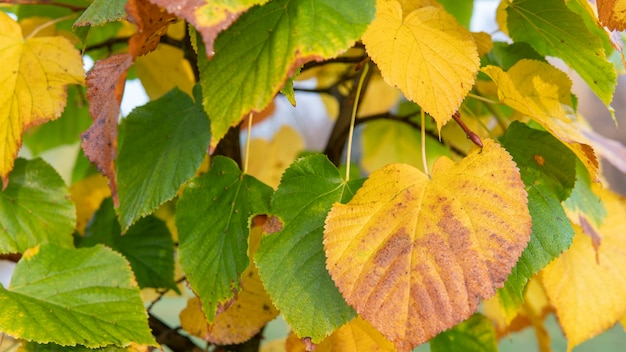 Gele herfstbladeren aan de boom.