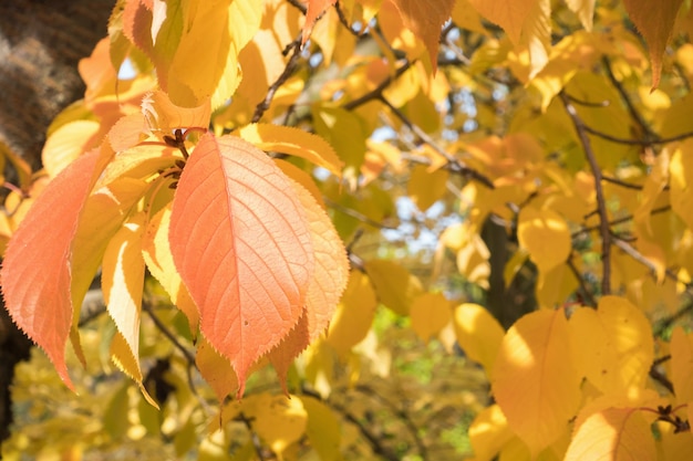 Gele herfstbladeren aan een boom in een parkclose-up