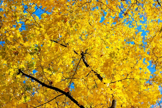 Gele herfstbladeren aan een boom op een blauwe hemelachtergrond in zonnig weather_