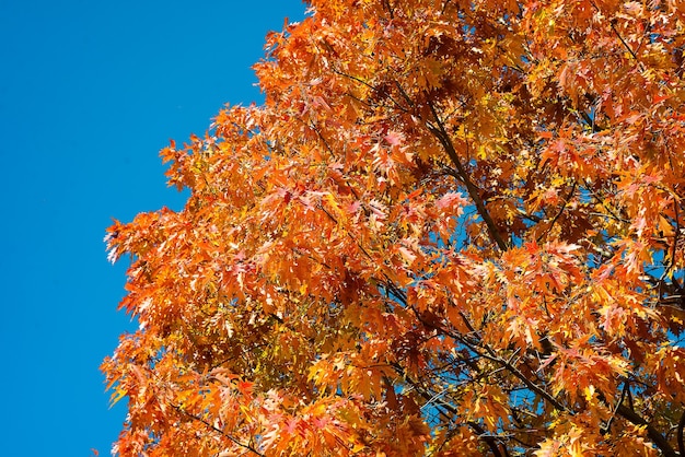 Gele herfstbladeren en blauwe hemel