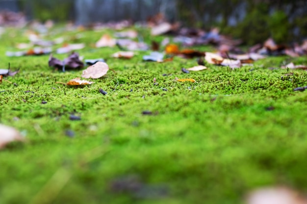 Gele herfstbladeren en groene mos close-up