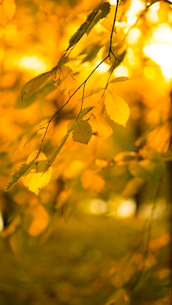 Gele herfstbladeren in het zonlicht