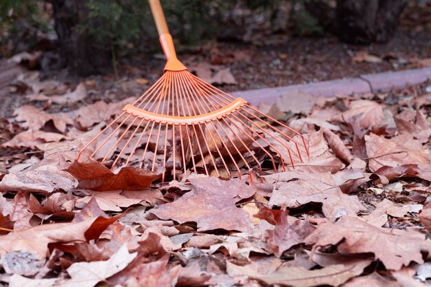 gele herfstbladeren liggen op de grond ze worden verzameld met een hark voor het oogsten