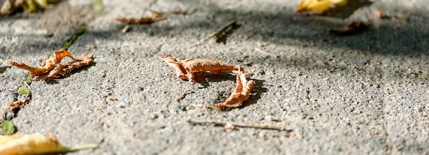 Gele herfstbladeren op de grond Herfst natuurlijke achtergrond