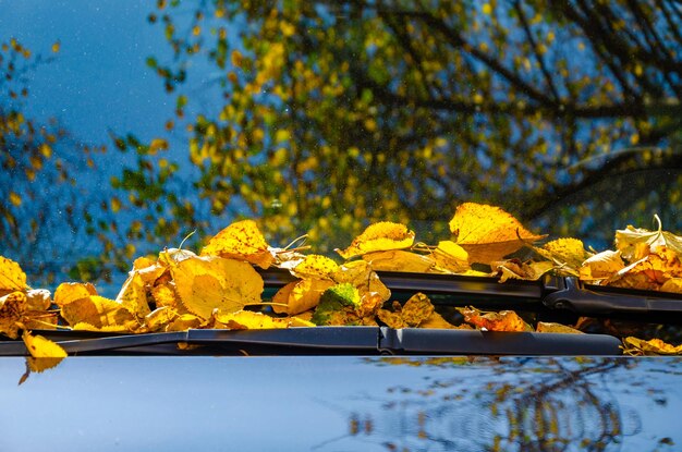 Gele herfstbladeren op de motorkap en het glas van de auto.