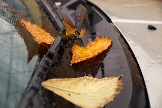 Gele herfstbladeren op een auto