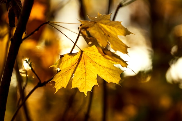 Gele herfstbladeren op een esdoorntak in een donker bos in de zon