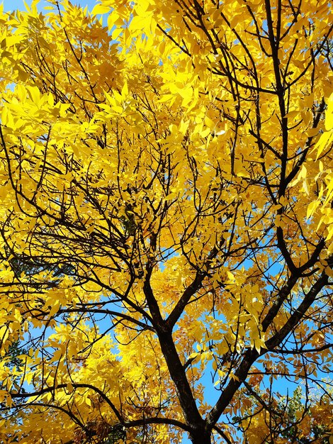 Gele herfstbladeren op essenboomtak