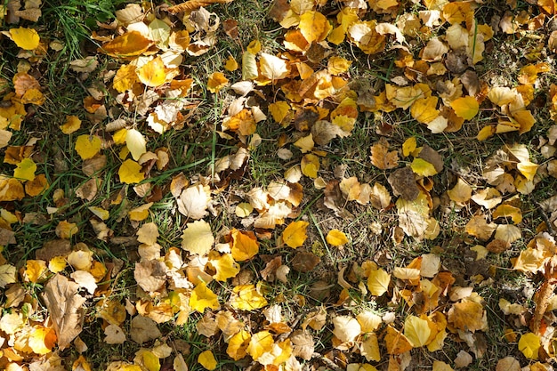 Gele herfstbladeren op gras in bovenaanzicht van het herfstpark