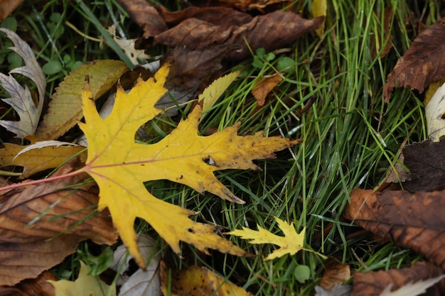 gele herfstbladeren op het gras