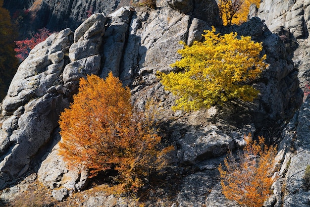 Gele herfstbomen op een berghelling