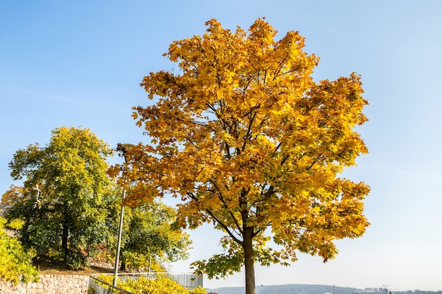 Gele herfstboom met weelderige takken tegen blauwe lucht.