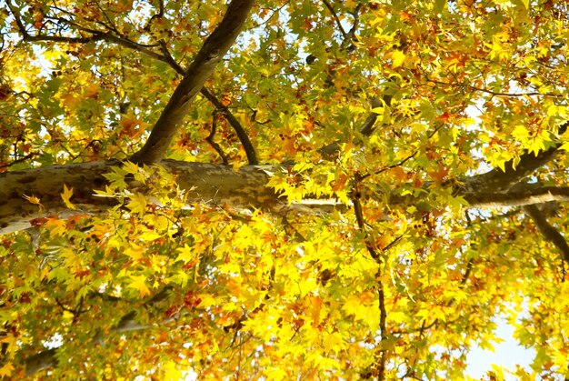 Gele herfstboom.