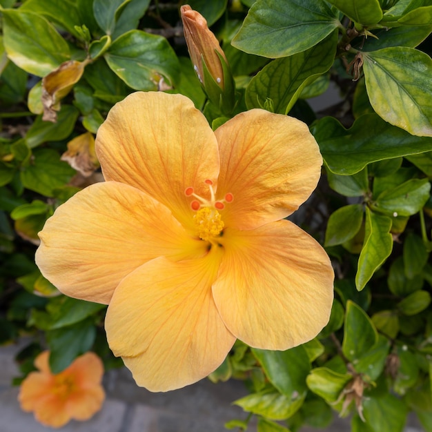 Gele Hibiscus bloei in Mogan Gran Canaria