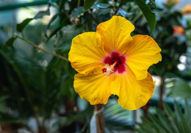 Gele hibiscusbloem in de natuur