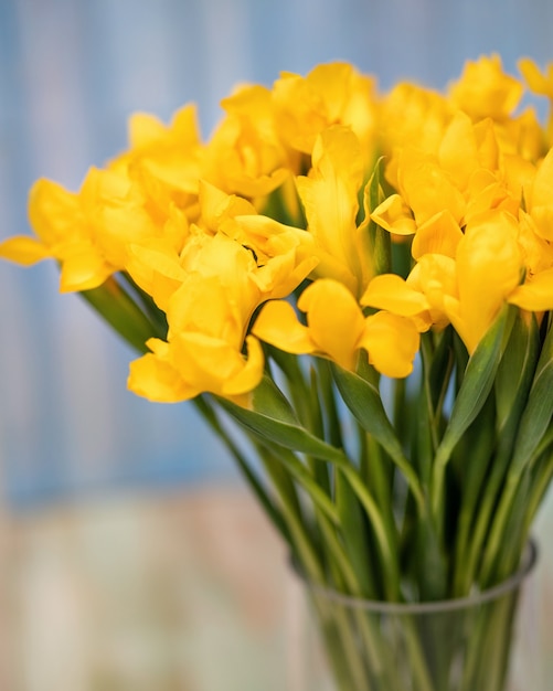 Gele Hollandse Iris Prachtige bloemen