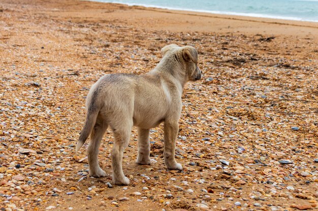 Gele hond op het strand