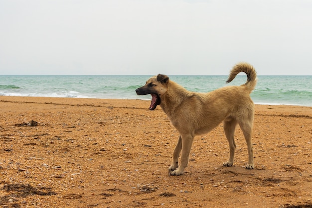 Gele hond op het strand