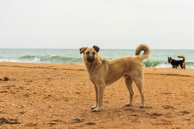 Gele hond op het strand