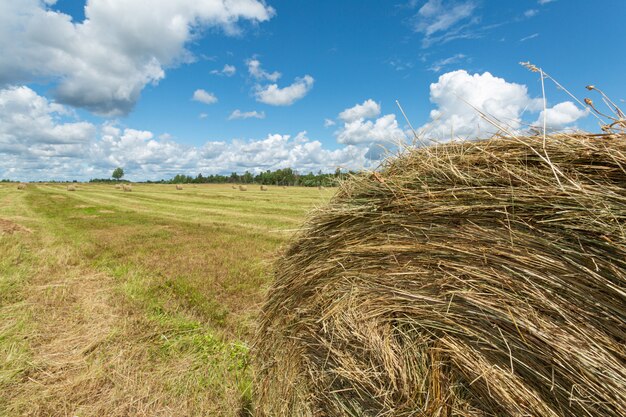 Gele hooimachines op het veld in de zomer.