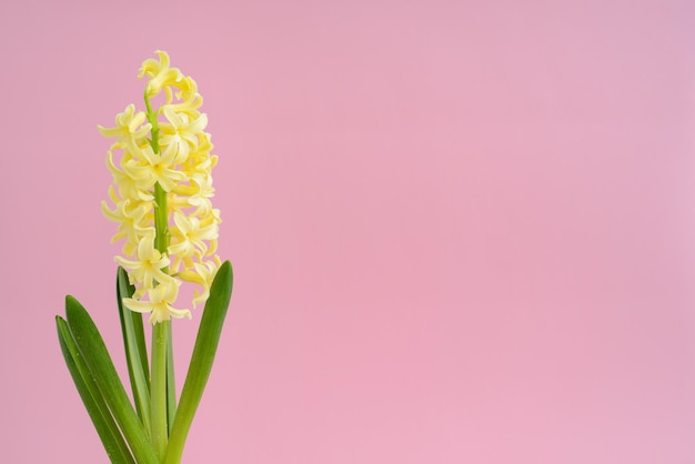 Gele hyacint bloem op roze achtergrond Lente bloemen Floral wenskaart 8 maart moederdag