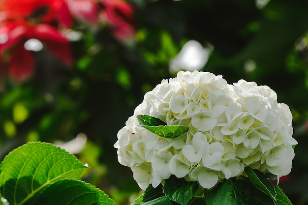 Gele Hydrangea bloeien in de natuur.