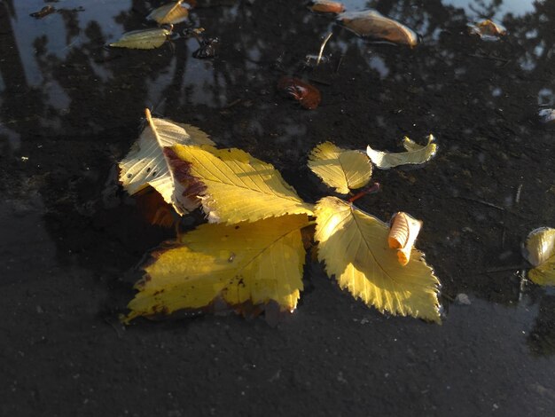 Gele iepbladeren in een plas, herfstbladeren