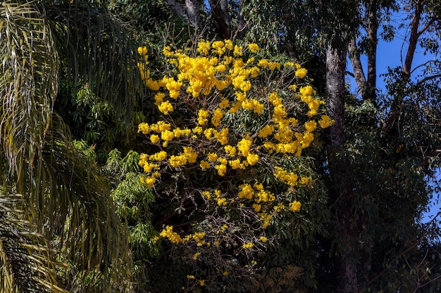 Gele ipe Tabebuia alba bloemen over blauwe hemelachtergrond