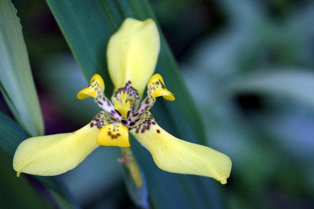 gele iris bloem whit groene achtergrond iris tuberosa