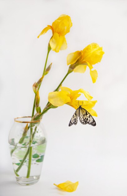 Gele iris bloemen in een vaas op een lichte achtergrond Vlinder Idee Leuconoe op een bloem