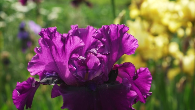 Gele irissen close-up in het park Bloemen in het vroege voorjaar Vrouwendag concept