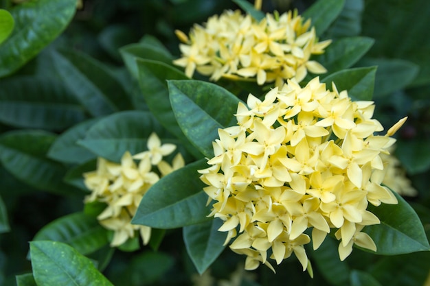 Gele ixorabloem in de tuin