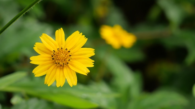 Gele jacobaea vulgaris bloemen met groene achtergrond