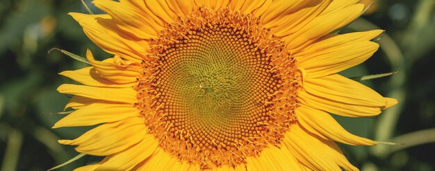 Gele jonge zonnebloem close-up op landbouwgebied