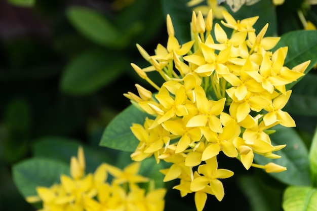 Gele jungle geranium in de tuin met warme zonnige ochtend Wetenschappelijke naam is Ixora coccinea gele lxora bloem van het bos onder groene bladeren in de struik