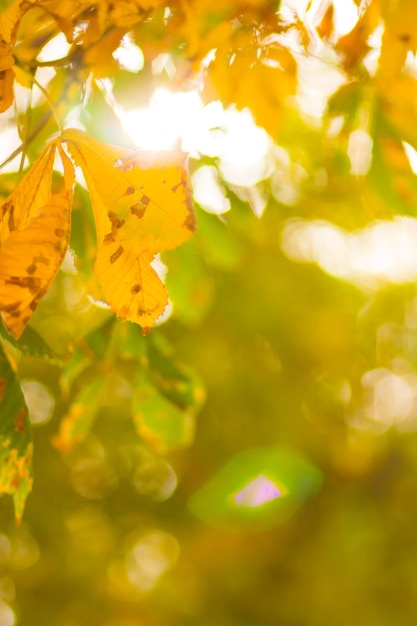 Gele kastanje bladeren op boom Gouden bladeren in het herfstpark Gele bladeren op wazige achtergrond