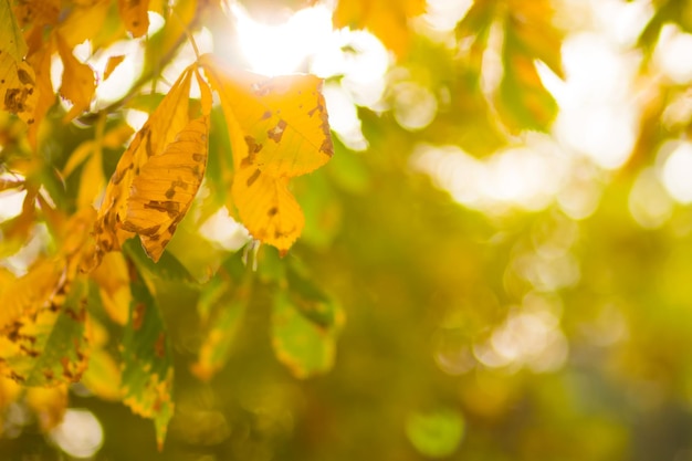 Gele kastanje bladeren op boom Gouden bladeren in het herfstpark Gele bladeren op wazige achtergrond