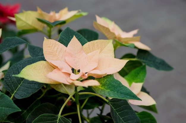 gele kerststerren. Poinsettia bloemen, Euphorbia Pulcherrima, ster van Bethlehem, selectieve aandacht.