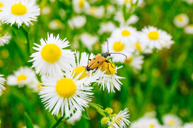 Gele kever met een snor zit op madeliefjes in een bergveld