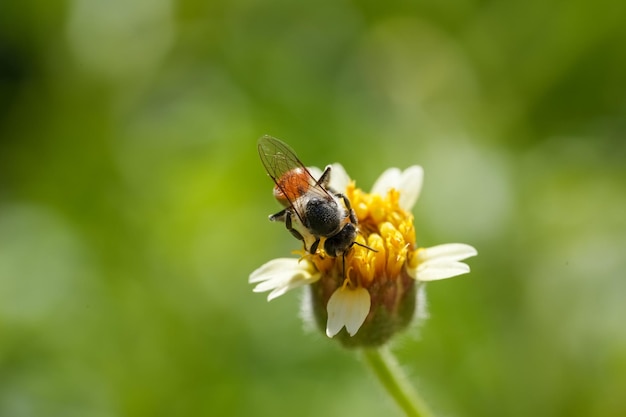 Gele kleine bij die stuifmeel verzamelt bij gele kleine bloembloem op groene natuurlijke vervagingsachtergrond