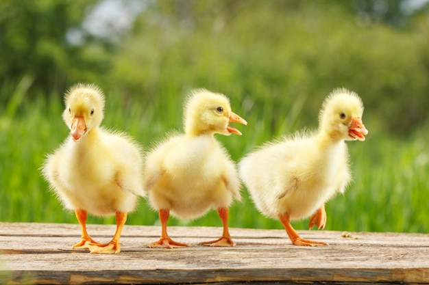 Gele kleine eendenganzen op natuurlijke groene achtergrond.