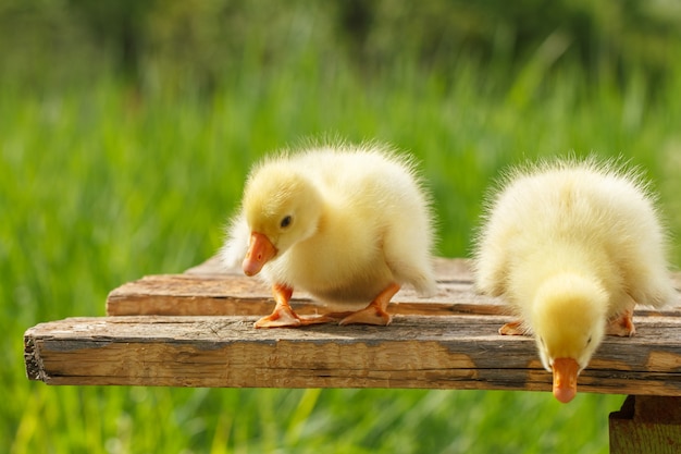 Gele kleine eendenganzen op natuurlijke groene achtergrond.