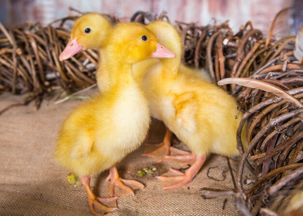 Gele kleine eendganzen op natuurlijke achtergrond