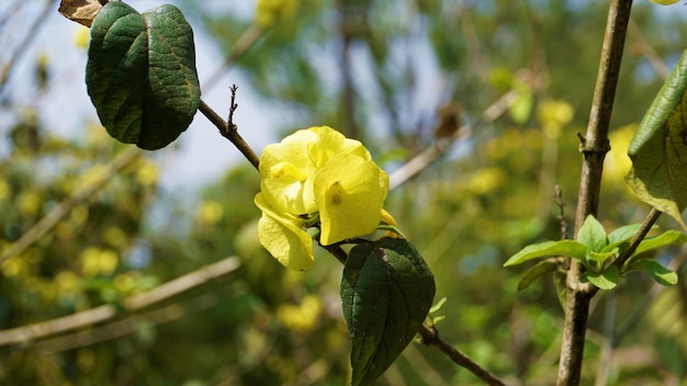 Gele kleur Chinese hoedplantbloem Botanische naam is Holmskioldia sanguinea