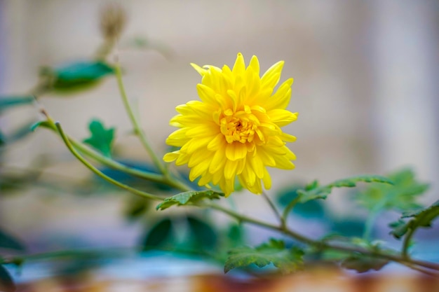 Gele kleurenbloem op boomtak