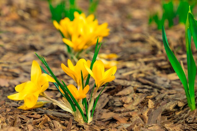 Gele kleurenkrokussen op de achtergrond van de boomschors