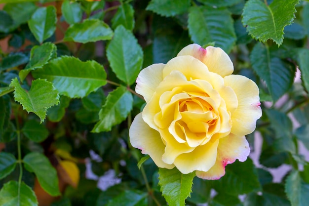 Gele klimoproos in de tuin.