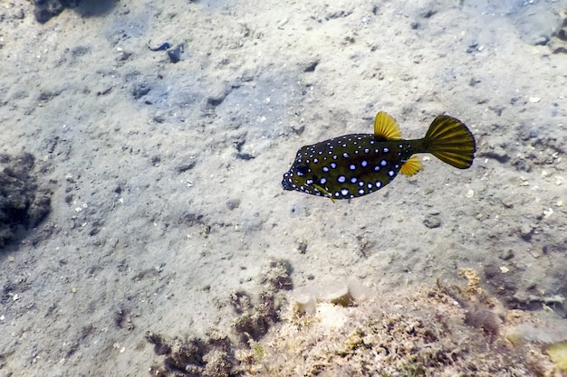 Gele koffervis (Ostración cubicus) Onderwater, Zeeleven