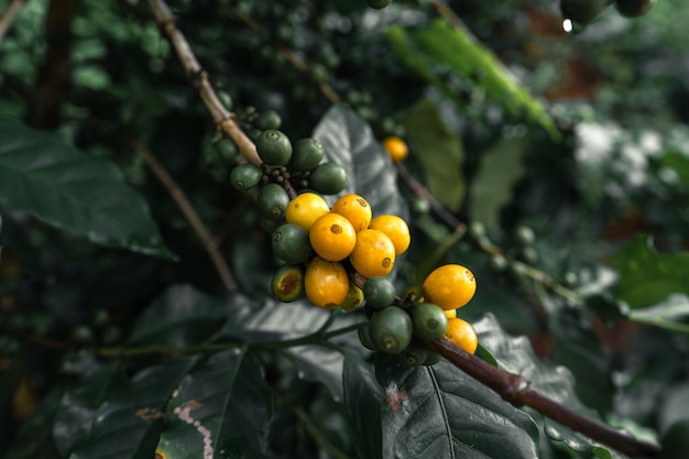 Gele koffiebonen aan de boom In de natuur